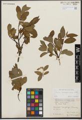 Foto von Salix waldsteiniana Willd.